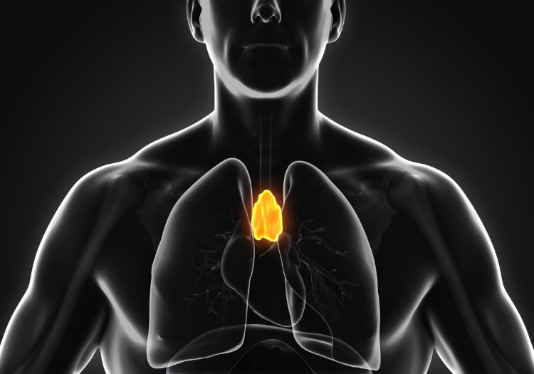 thymus lymphen organ im körper hilft dem immunsystem aufbauen und schrumpft mit alterung