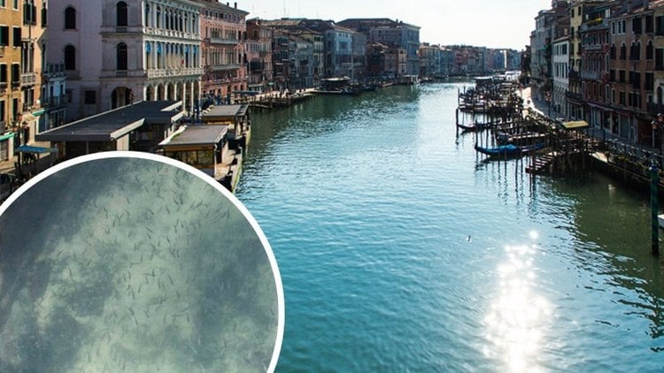 wegen Coronavirus Epidemie blaues Wasser mit Fischen in Venedig