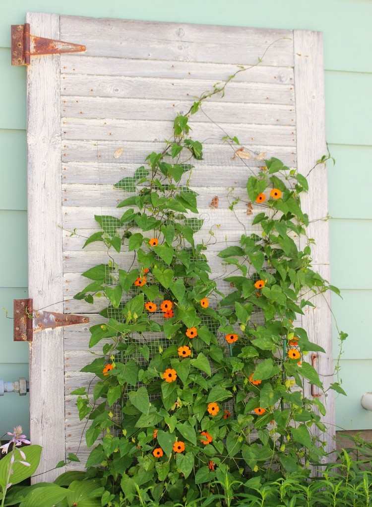 Use old wooden blinds as trellises for grapevines