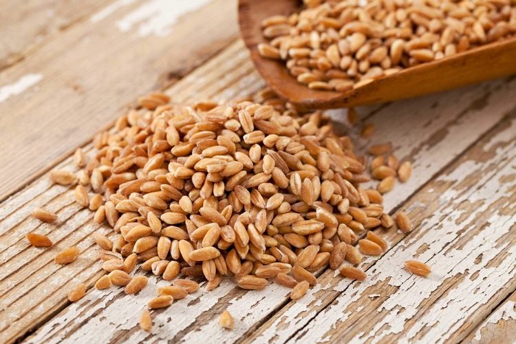 Emmer Getreide ist Low Carb und proteinreich