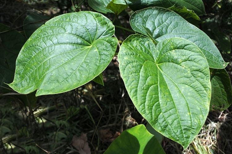 Kava Kava Pflanze aus der Pazifik Piper methysticum
