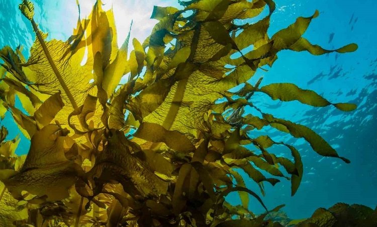 Kelp Algen gesund essen als Salat oder Noodles