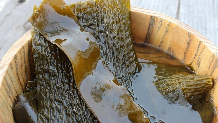 Kelp Algen sind typisch für die japanische Küche