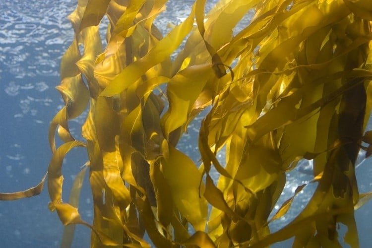 Kelp Braunalgen wachsen nur in Salzwasser