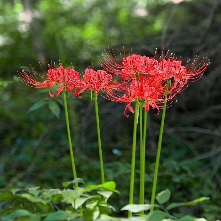 Lycoris radiata Rosarote Spinnenlilie aus China