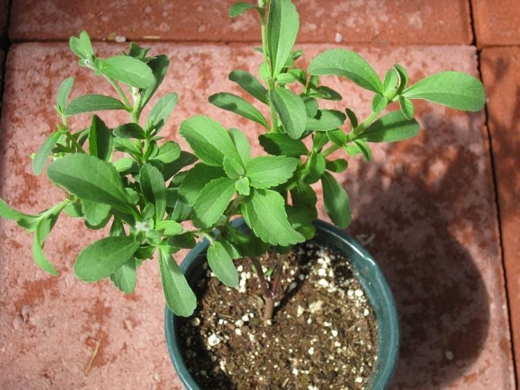 Pflanze Stevia rebaudiana im Topf