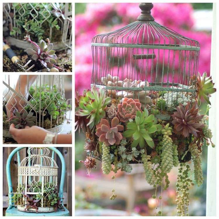 Bird cage with succulents plant ideas and instructions