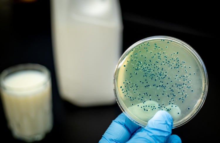 bakterien enthalten in milchprodukte ungesund nach lebensmittel kontrolle