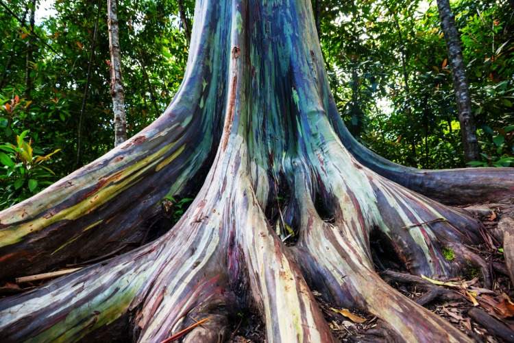 eukalyptusbaum blauer gummibaum fieberbaum in australien beheimatet immergrün