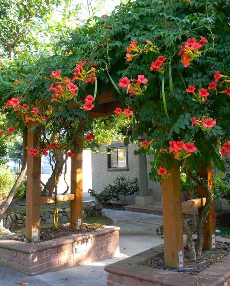 rote blüten von trompetenblume am eingang im vorhof
