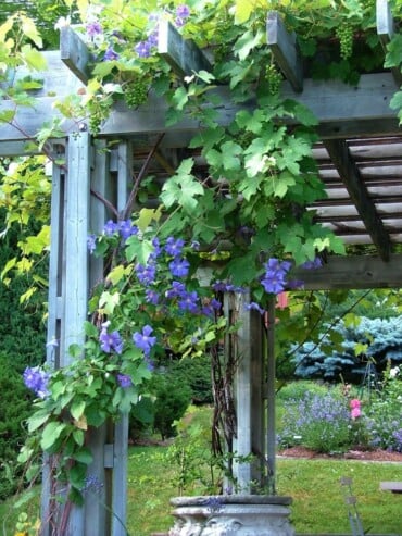 violett lilafarbene klematis pflanze auf holz wachsen lassen für lebendige atmosphäre im garten