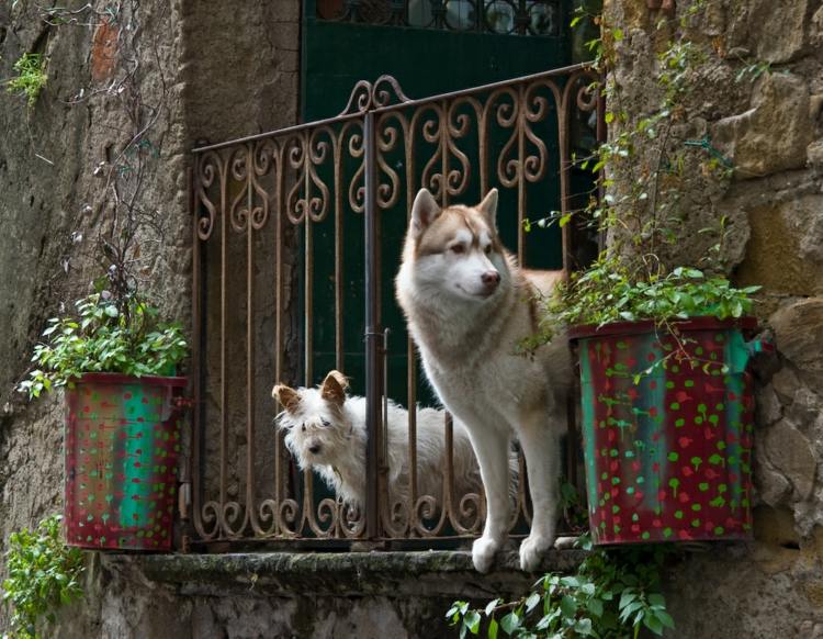 Balkon hundefreundlich gestalten Haustier Möbel für Außenbereich