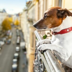 Balkon hundefreundlich gestalten Ideen giftige Pflanzen für Haustiere