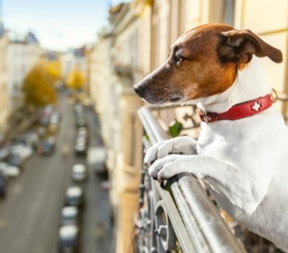 Balkon hundefreundlich gestalten Ideen giftige Pflanzen für Haustiere