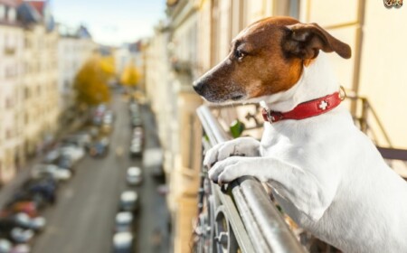 Balkon hundefreundlich gestalten Ideen giftige Pflanzen für Haustiere