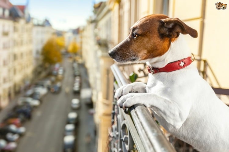 Balkon hundefreundlich gestalten Ideen giftige Pflanzen für Haustiere