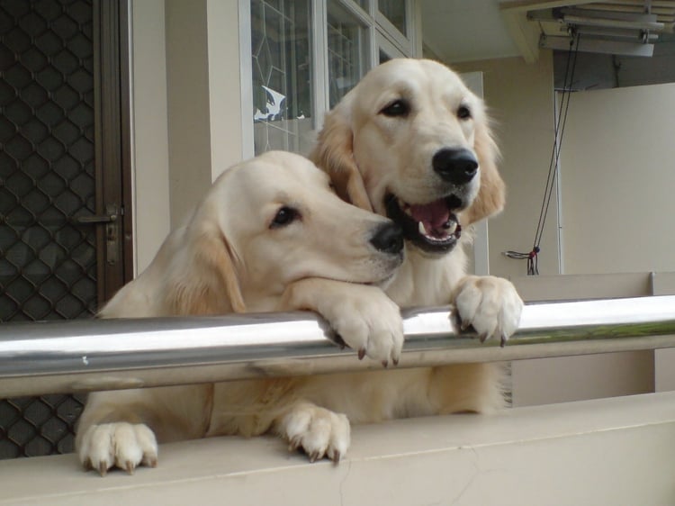 Balkon hundefreundlich gestalten giftige Pflanzen für Haustiere