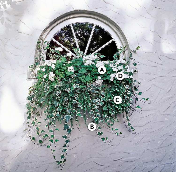 Blumenkasten an Fensterbank außen bepflanzen