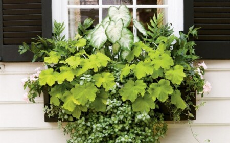 Blumenkasten mit immergrünen Zierpflanzen mit Blattwerk im Schatten