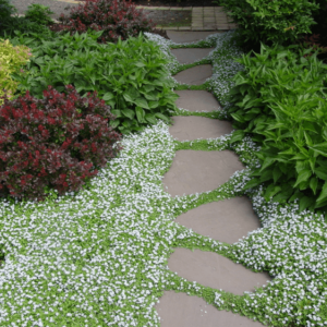 Bodendecker weiß blühend für Gartenweg und als Randbepflanzung