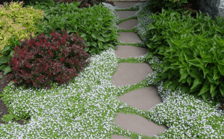 Bodendecker weiß blühend für Gartenweg und als Randbepflanzung