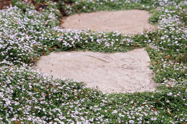 Bodendecker weiß um den Gartenweg aus Naturstein bepflanzen