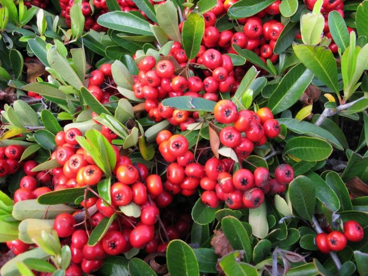 Feuerdorn (Pyracantha coccinea) als Sichtschutzpflanze schmückt mit roten Beeren
