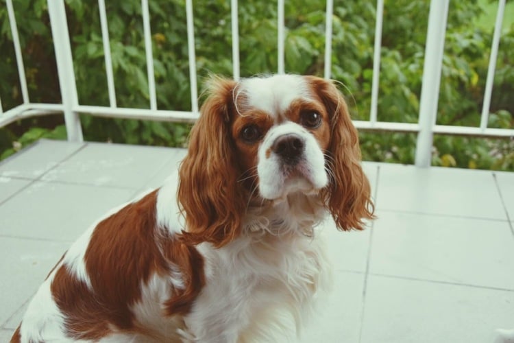 Haustierfreundliche Pflanzen Balkongelände Hundesicher machen Tipps