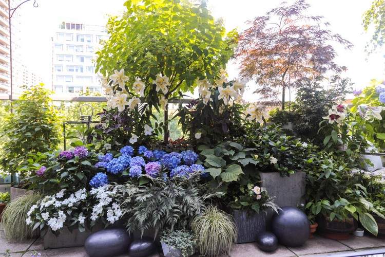 Hortensien als Sommerblumen für Schattenbalkon und Dachterrasse