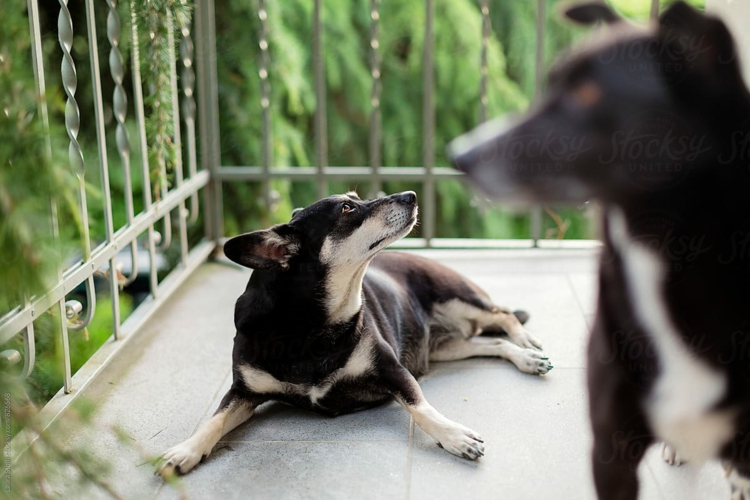 Hundefreundlicher Balkon Ideen Outdoor Hundebetten