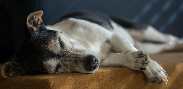 Hundeversicherung für ältere Hunde schlafender Jack Russell
