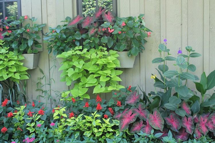 Iden für Blattschmuckstauden für schattige Standorten und Hängepflanzen für Blumenkasten und Ampel