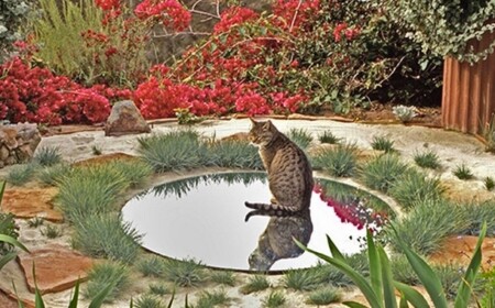 Kiesgarten Ideen mit Gräsern - ein runder Spiegel erzeugt Illusion von Wasser