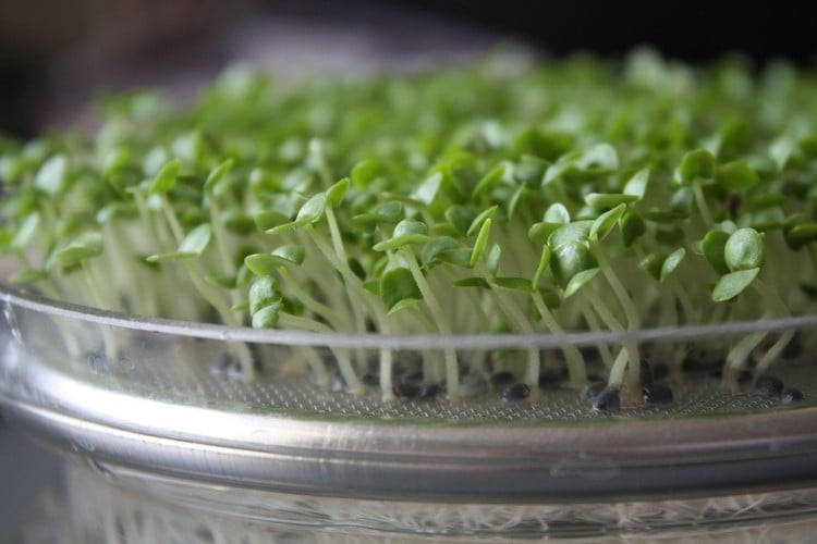 Microgreens anbauen Anleitung für Sprossen in Anzuchterde im Glas