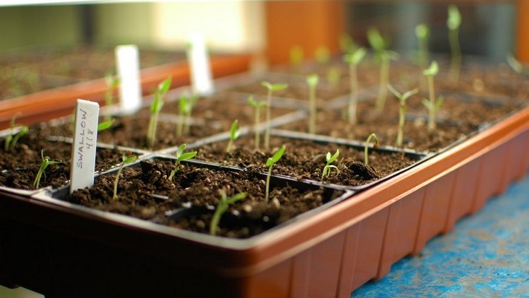 Microgreens anbauen im speziellen Kasten gesunde Ernährung