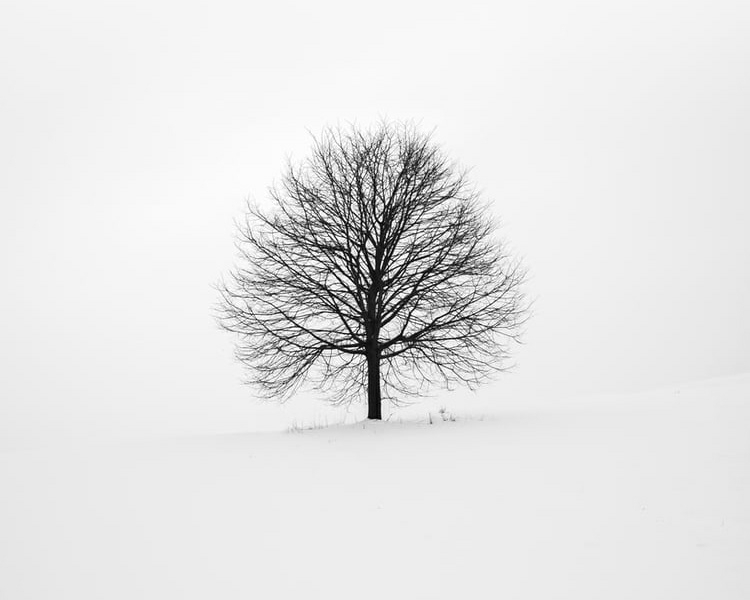Minimalistisches Bild für romantische Steine - Kahler Baum im Schnee