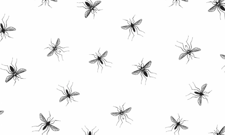 Mückenspray selber machen - Welche Öle sind geeignet