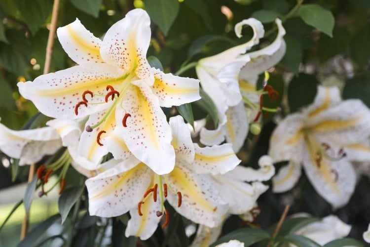 Orientalische Lilie als Blickfang im Blumenkasten für Sonne