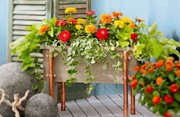 Beliebte Herbstblumen Für Balkon - 11 Balkonbepflanzung Ideen