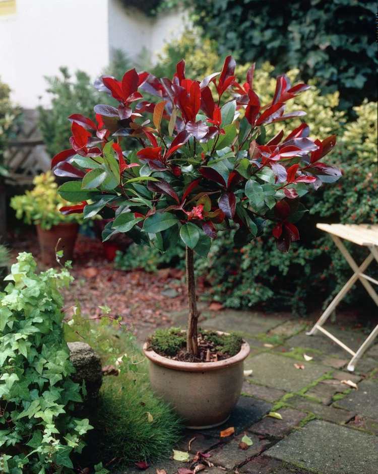Pflanzen als Sichtschutz für die Terrasse im Kübel - Rote Glanzmispel (Photinia fraseri) mit roten Trieben