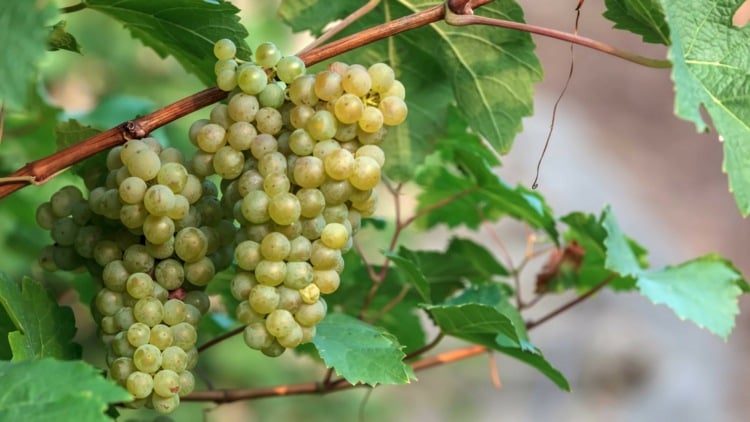 Pflanzen als Sichtschutz für die Terrasse im Kübel - Weinstock (Vitis vinifera subsp. vinifera) mit Weintrauben
