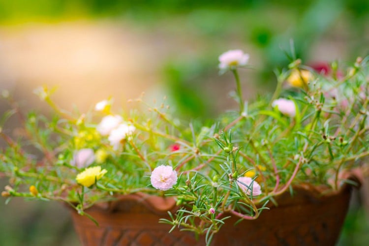 Portulakröschen im Blumenkasten für Sonne am Balkon Pflanzideen für Sommer