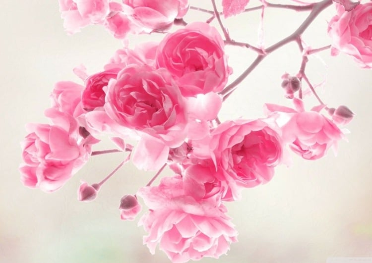 Schöne Blüten in Rosa als Bilder für Steine - Geschenkidee für Freunde und Verwandte