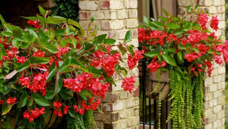 Sommerblumen am Balkon rote Begonien für schattige Standorte Sorte dragon wings
