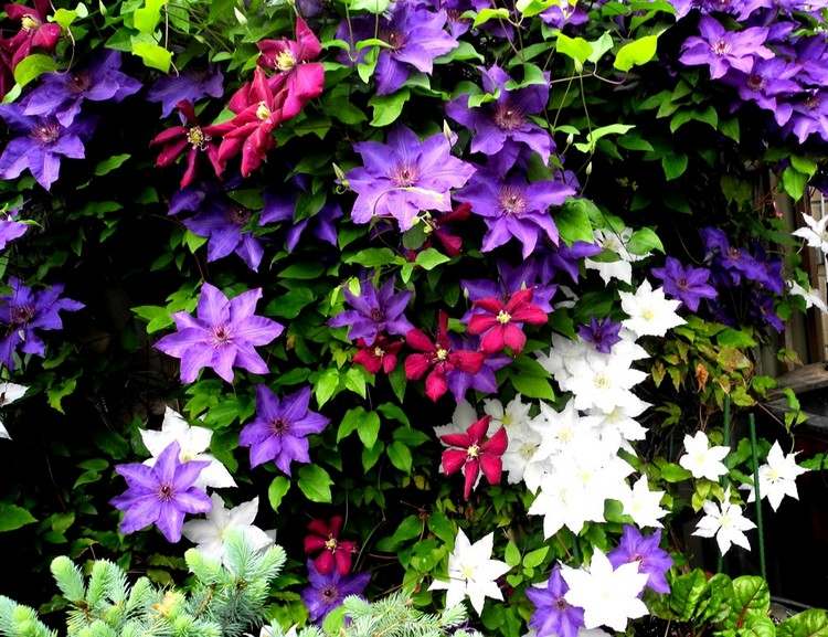 Sommerblumen für Balkonkasten im Schatten Waldreben pflanzen und pflegen