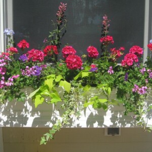 Süßkartoffel und pinke Geranien und Eisenkraut und Efeu im Blumenkasten an der Fensterbank außen Ideen für Schatten