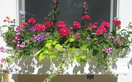 Süßkartoffel und pinke Geranien und Eisenkraut und Efeu im Blumenkasten an der Fensterbank außen Ideen für Schatten