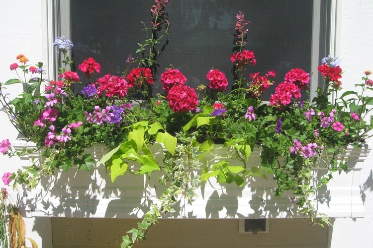 Süßkartoffel und pinke Geranien und Eisenkraut und Efeu im Blumenkasten an der Fensterbank außen Ideen für Schatten