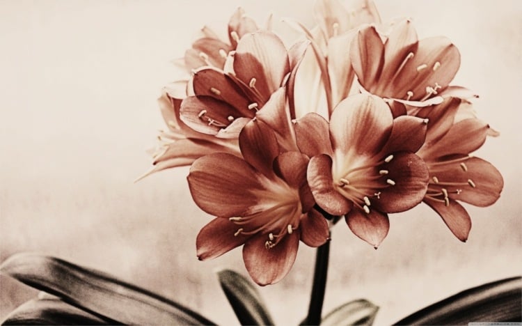 Vintage Blumen als Motividee zum Ausdrucken und Übertragen mit Decoupage-Kleber