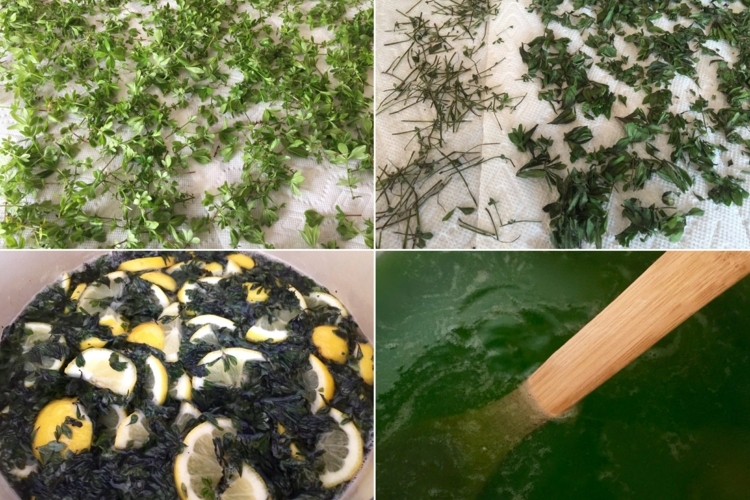 Waldmeister Rezepte für leckeren Kuchen, Sirup und Getränke Waldmeister Rezepte für leckeren Kuchen, Sirup und Getränke